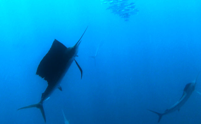 Segelfisch (Fächerfisch, Marlin), Mexico, Foto Geiring